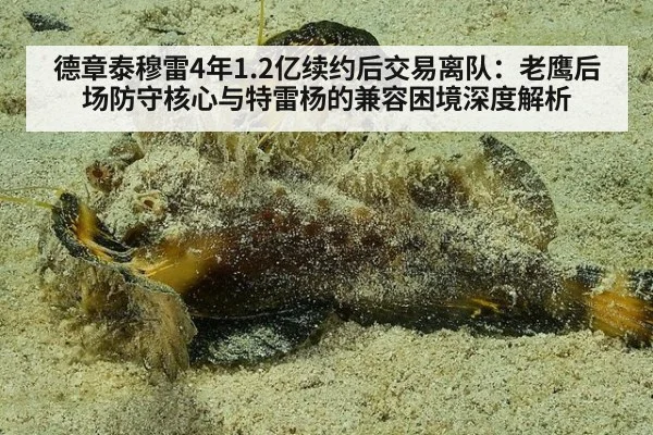 德章泰穆雷4年1.2亿续约后交易离队：老鹰后场防守核心与特雷杨的兼容困境深度解析